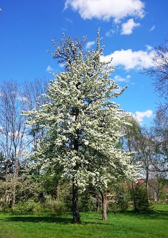 Dworek Szarki ภายนอก รูปภาพ